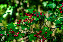 Red berries by Michael Naegele