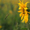 Sonnenblume-11-08-4121