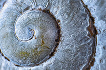 Spiral patter on of snail shell, golden ratio, macro shot von Claudia Schmidt