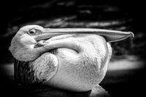 Close-up of resting pelican in black and white