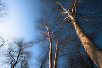Trees in blue by matthias-edition