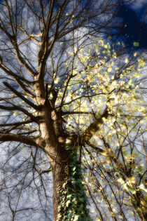 Sturmbaum im Sonnenleuchten von matthias-edition