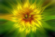 The abstract sunflower by Michael Naegele