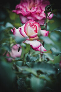 Full bloom. Rose von Iryna Mathes