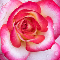 'Die Rose' von Iryna Mathes
