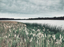 Reed shore von Andrei Grigorev