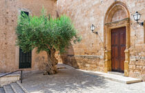 Old olive tree in mediterranean village by Alex Winter