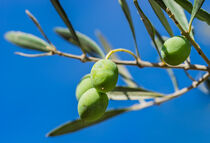 Green olives on olive tree branch by Alex Winter