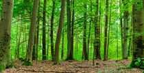 Panorama of green forest with lush foliage of deciduous trees von Alex Winter