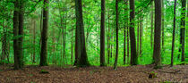 Forest with green deciduous trees, panorama view  by Alex Winter