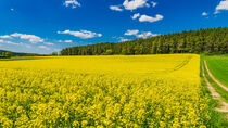 Yellow rapeseed field at spring season with blue cloudy sky and forest background von Alex Winter