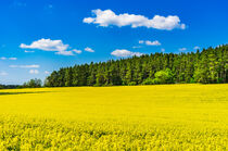 Yellow rapeseed field at spring season with blue cloudy sky and forest background by Alex Winter
