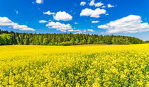 Field of flowering rapeseed with beautiful clouds on sky by Alex Winter
