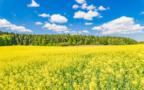 Golden field of flowering rapeseed with beautiful clouds on sky von Alex Winter