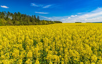 Cultivated canola land with beautiful yellow flowers at spring by Alex Winter