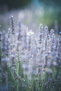 Blühender Lavendel und Schmetterling by Iryna Mathes