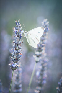 Blühender Lavendel und Schmetterling von Iryna Mathes