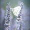 Lavender-and-butterfly-summer21-teil-art-irynamathes-3045