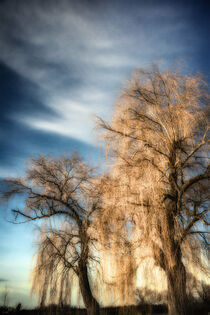Weidenbäume I - Lasurfotografie im Abendlicht von matthias-edition