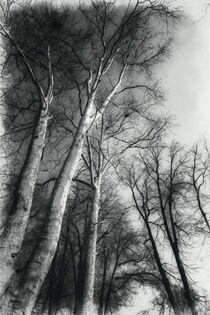 'Zwillingsbaum - Vintage SW-Fotografie' von matthias-edition