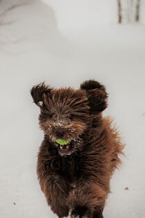Hund rennt spielend durch den Schnee