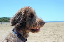 Hundekopf im Profil am Meer