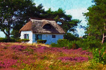 Reeddachhaus auf Insel Hiddensee. Heidekraut blüht. Ostsee gemalt. by havelmomente