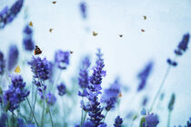 Lavendel by Heidi Bollich