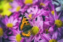 Schmetterling in Blüten by Heidi Bollich