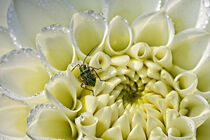 Käfer in der Dahlienblüte von Eric Fischer