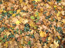 Erdboden mit Efeu und Ahornblättern im Spätherbst im Garten by Heike Rau