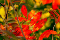 Farbexplosion im Herbst von Margit Kluthke