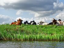 Giethoorn-Kühe am Wasser von Edgar Schermaul
