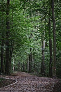 Waldweg von Eric Fischer