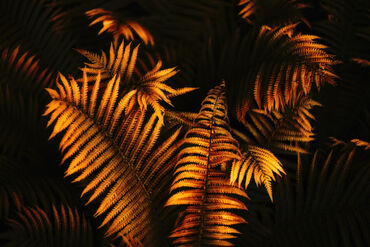 Close-up-of-fern-leaves-in-moody-colors