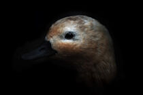 Portrait einer Ente  von Anneliese Grünwald-Märkl