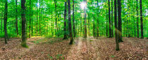 Green forest panorama view with lush foliage and rays of sunlight by Alex Winter