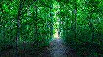 Panorama of path in green forest with light at the end by Alex Winter