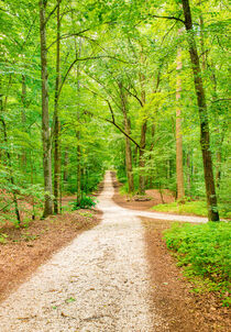 Spring forest nature with path along trees with fresh green foliage von Alex Winter