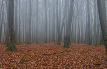 An misty autumn day with view of forest trees in fog von Alex Winter