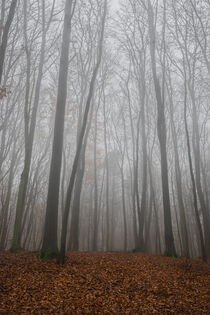 View of trees in foggy forest at fall by Alex Winter