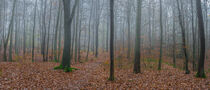 Panorama view of foggy forest in autumn by Alex Winter