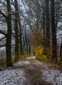 View of forest path on a misty day at winter by Alex Winter