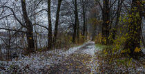 Panorama view of snowy path through trees alley at winter by Alex Winter