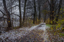 Cold dark winter day with snowy path through trees alley by Alex Winter