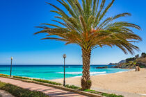 Mallorca, palm tree on sand beach Son Moll in Cala Ratjada, Mediterranean Sea, Spain by Alex Winter