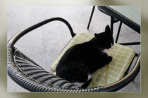 Black cat on a terrace