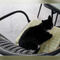 Black-cat-on-a-terrace