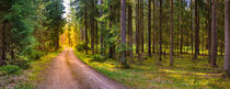 Panorama of evergreen trees forest with dirt road and beautiful sunlight von Alex Winter