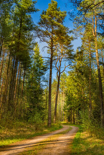 Dirt road in pine tree woodland with sunny blue sky von Alex Winter